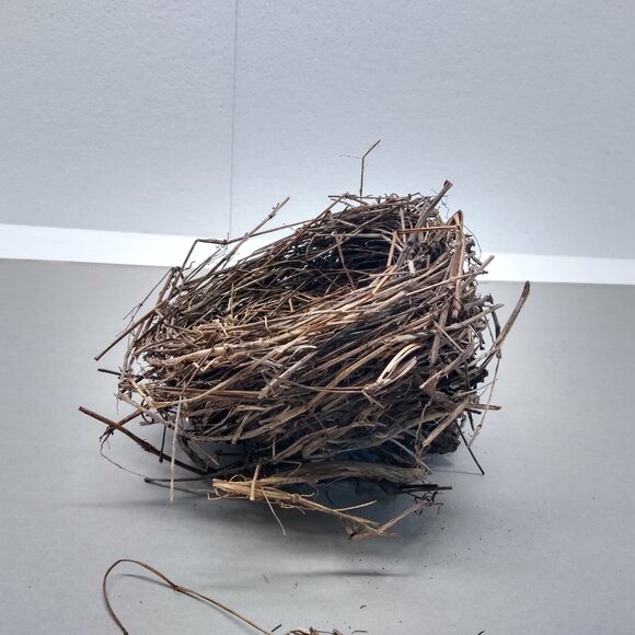 Authentic Natural Bird Nest 2011 Joplin Missouri Tornado Aftermath Unique Rustic - Picture 2 of 8